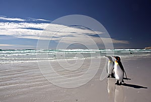 King Penguins at Volunteer Point