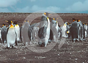 King Penguins at Volunteer Point, Falkland Islands Islas Malvinas photo