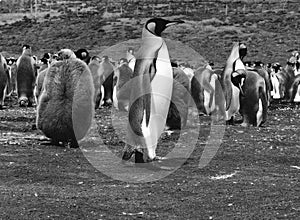 King Penguins at Volunteer Point, Falkland Islands Islas Malvinas photo