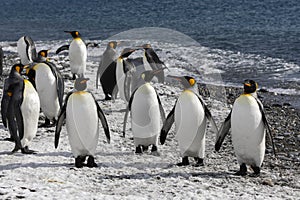 King penguins waddle out to sea on the beach on Salisbury Plain on South Georgia