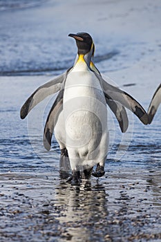 King penguins walking through the incoming waves