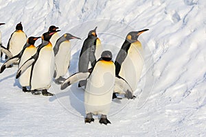 King penguins walking on the snow.