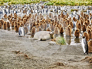 King penguins and a Weddell seal together on a South Georgia Island beach.