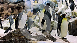 King penguins in zoo