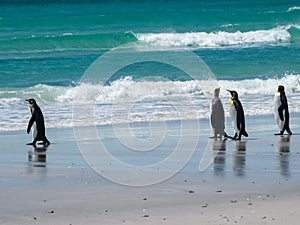 King penguinswalk along ocean on Volunteer Beach, Falklands, UK