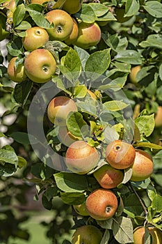 King of the Pippins - Apple