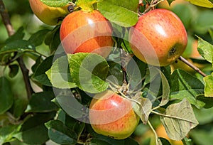 King of the Pippins - Apple