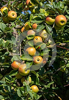 King of the Pippins - Apple