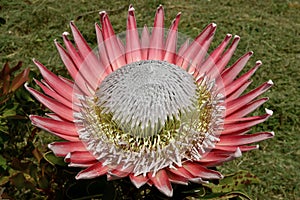 King protea