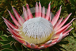 King protea