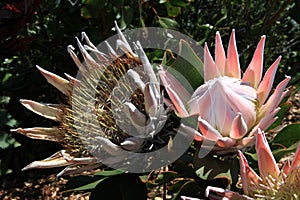 King protea