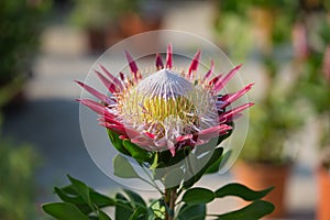 King Protea: Beautiful Protea Cynaroides Flower Close-up