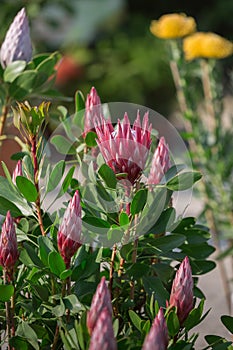 King Protea: Beautiful Protea Cynaroides Flower Close-up