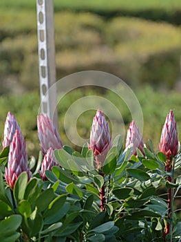 King Protea: Beautiful Protea Cynaroides Flower Close-up