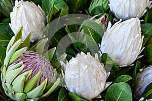 King Protea Blooming