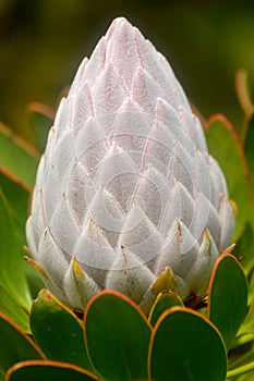 King protea bud