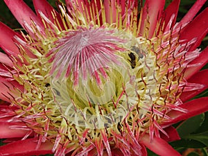 King Protea close up