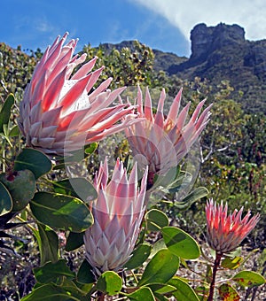 King Protea cluster in Kirstenbosch Botanical Gardens