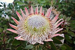 King Protea Cynaroides