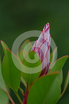 King Protea cynaroides, budding flower