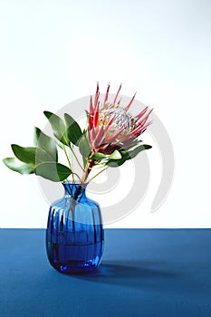 King Protea cynaroides flower with leaves in blue glass vase on blue table