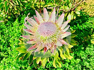 King Protea Cynaroides. New Zealand, Auckland.