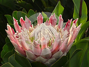 King Protea, Detail