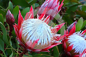 King Protea exotic bloom close-up