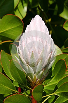 King Protea flower in bloom