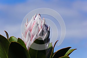 King Protea Flower Head Bulb With Blue Sky Protea cynaroides