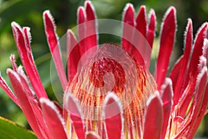 King Protea flower-head coral-pink bloom