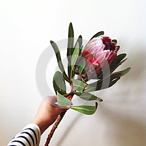 King Protea