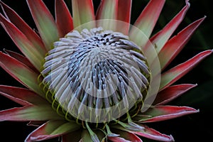 King Protea with its impressive display of colours