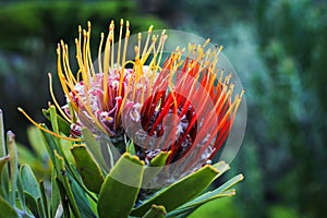 Il re sul botanico giardino 