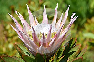 King Protea, Kirstenbosch Botanical Garden, Cape Town, South Africa