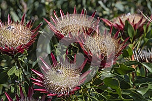 King Protea pink flower heads