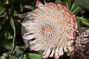 King Protea (Protea cynaroides).