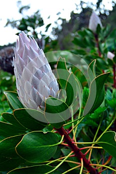 King Protea, South Africa`s national flower