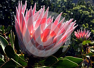 King Protea South Africa's National Flower