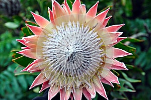 King Protea, South Africa`s national flower photo