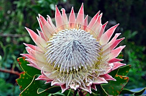 King Protea, South Africa`s national flower photo