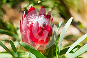 King Protea in South African