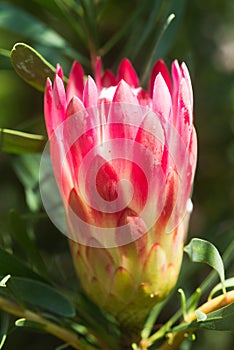 King Protea tropical flower
