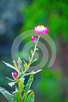 King Proteas flower, Kenya, Africa