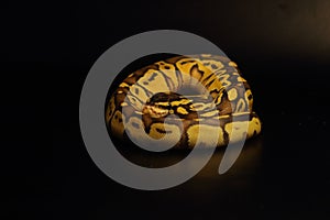 The King python python regius, morph Enchi Bongo Pastel