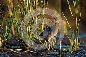 King Rail or Marsh Hen waterbird in a natural environment photo