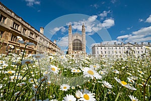 King`s College Chapel at Cambridge University, Cambridgeshire UK, with wild flower meadow full of chamomile daisies.