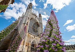 King`s College Chapel with its iconic Gothic arch at Cambridge University UK. On left are Giant Viper`s Bugloss, Echium Pininana.