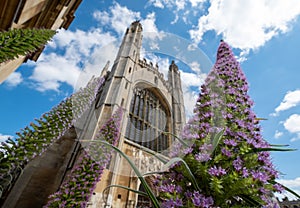 King`s College Chapel with its iconic Gothic arch at Cambridge University UK. On left are Giant Viper`s Bugloss, Echium Pininana.