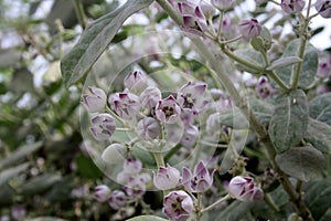 King\'s crown (Calotropis procera) with lavender-coloured flowers and buds : (pix Sanjiv Shukla) photo